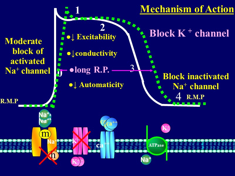 0  1 2 3   4 Na+ ATPase  R.M.P Na+ m